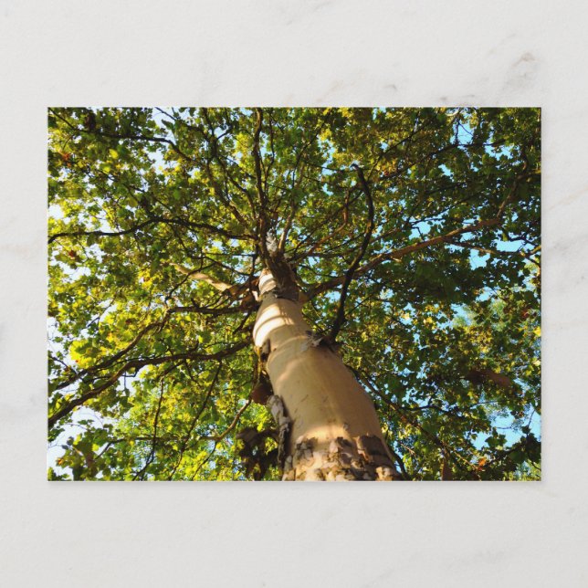 Carte Postale Arbre de Vie (Devant)