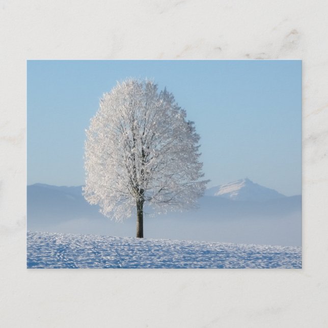 Carte Postale Arbre d'hiver (Devant)
