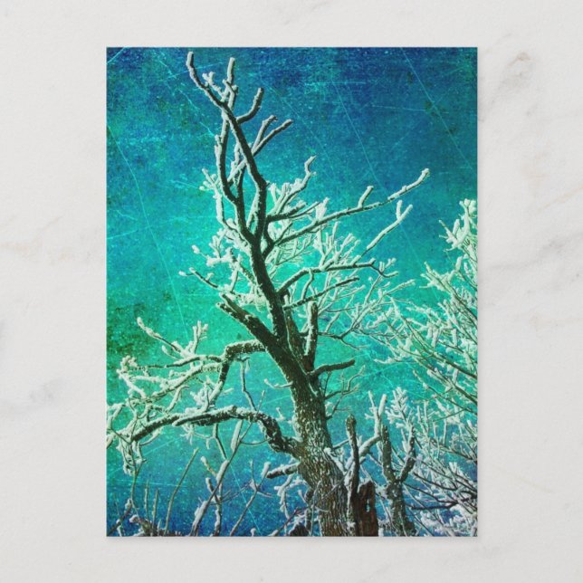 Carte Postale Arbre d'hiver congelé (Devant)