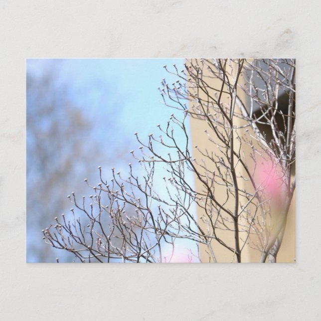 Carte Postale Arbre du début du printemps (Devant)