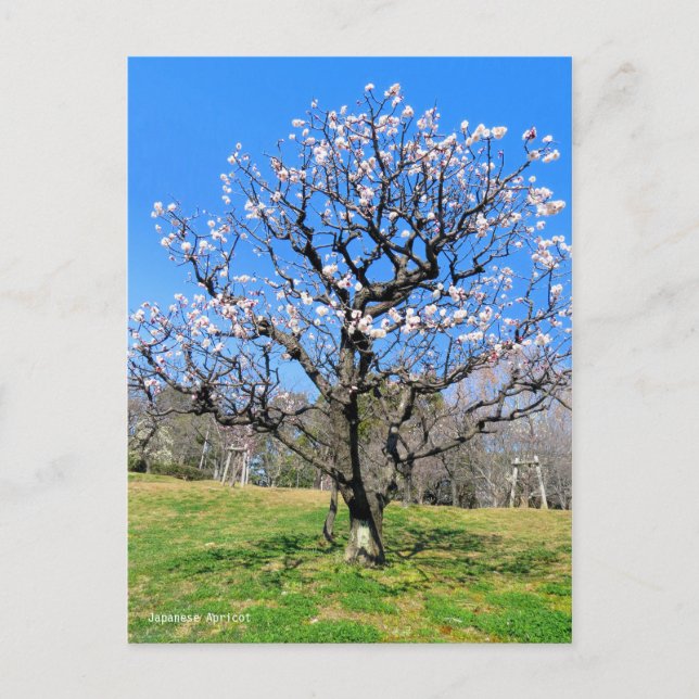 Carte Postale Arbre du prune [Carte postale] (Devant)