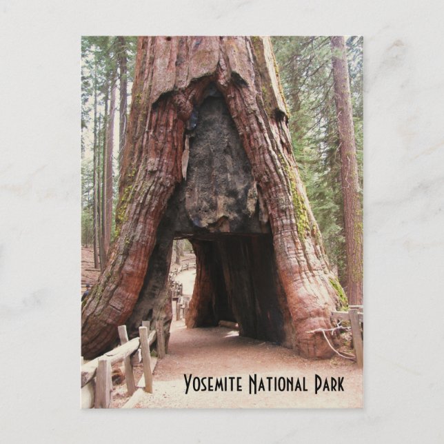 Carte Postale Arbre du tunnel - Yosemite (Devant)