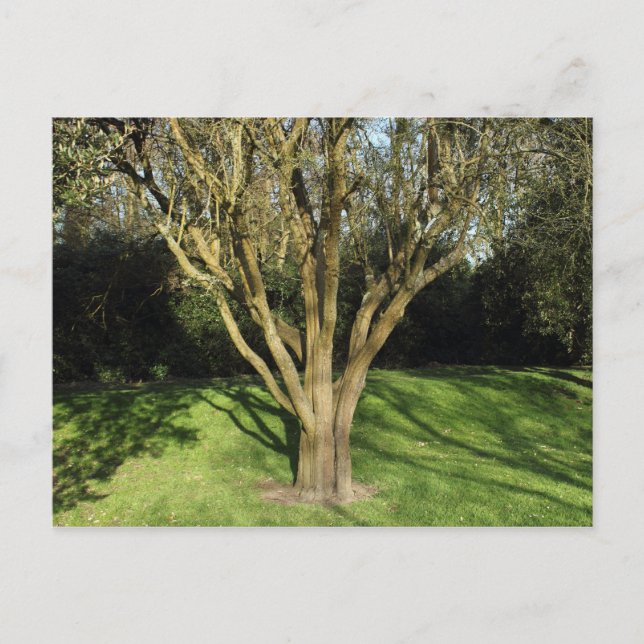 Carte Postale Arbre éclairé (Devant)