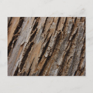 Carte Postale Arbre écorce I Abstrait naturel texturé