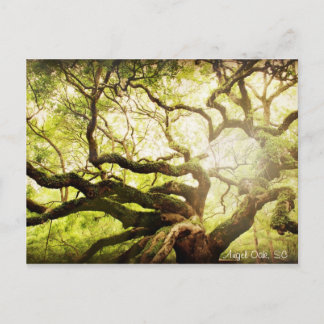 Carte Postale Arbre en chêne d'ange