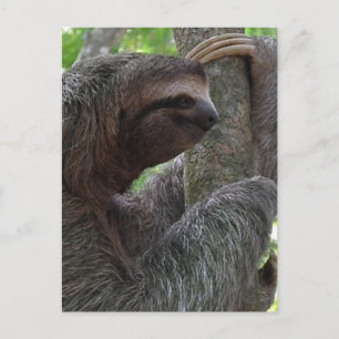Carte postale Arbre Escalade