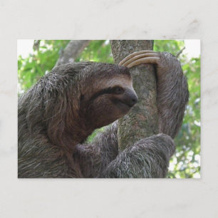 Carte postale Arbre Escalade