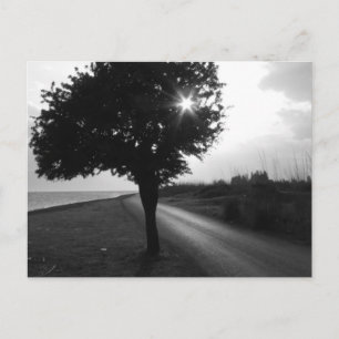Carte Postale Arbre et route latéraux de l'océan noir et blanc