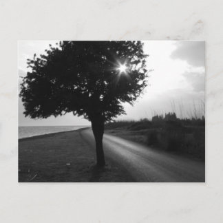 Carte Postale Arbre et route latéraux de l'océan noir et blanc