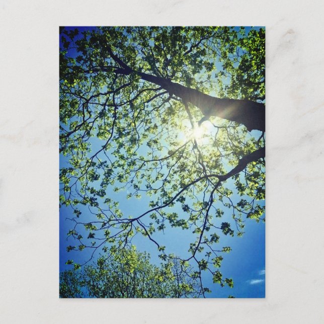 Carte postale Arbre et Sun (Devant)