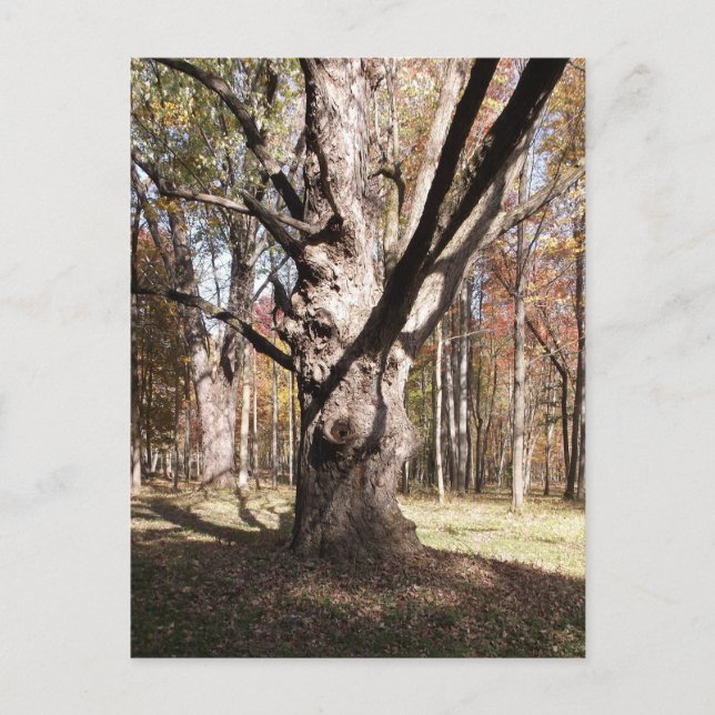 Carte Postale Arbre étrange (Devant)