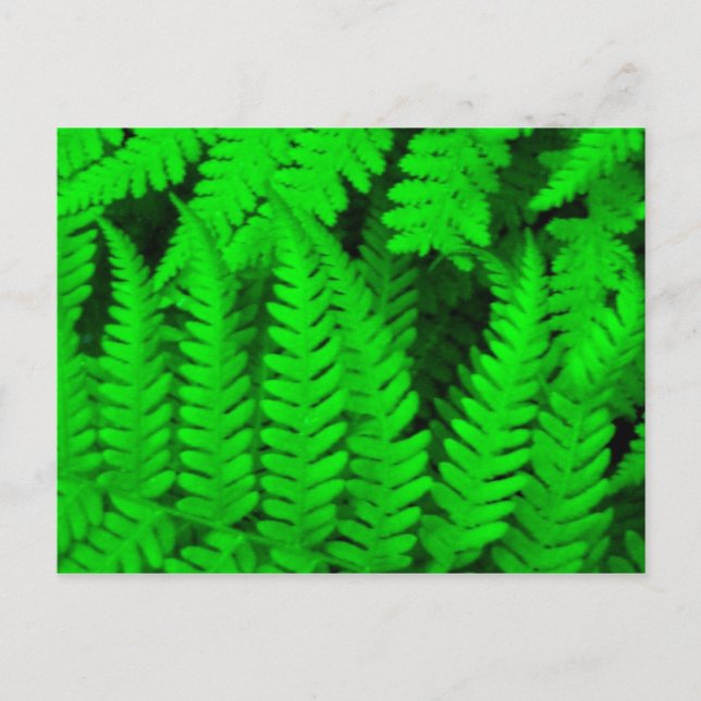 Carte Postale arbre_fern (Devant)