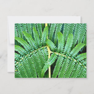 Carte Postale Arbre Fern Frond