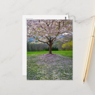 Carte Postale Arbre fleuri rose cerisier avec bois