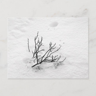 Carte Postale Arbre froide