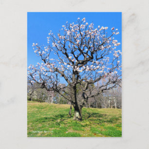 Carte Postale Arbre fruitier à prune [Carte postale]