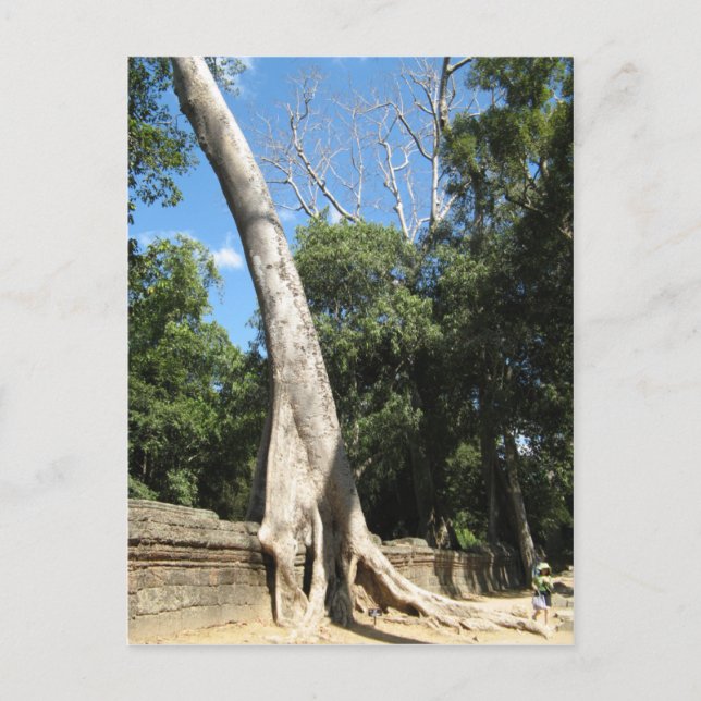 Carte Postale Arbre géant Banyan ... Temple de Ta Prohm, Cambodg (Devant)