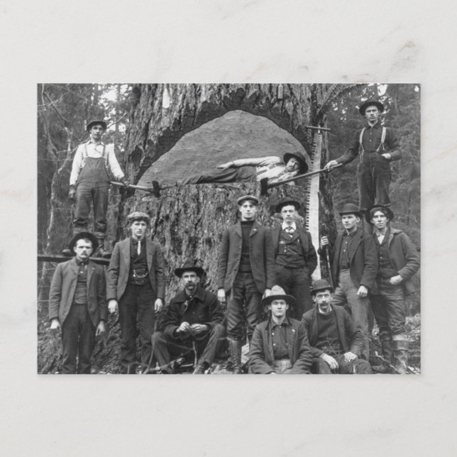 Carte Postale Arbre géant prêt à tomber, 1902 (Devant)