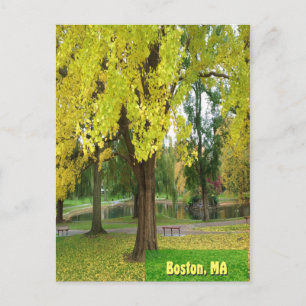 Carte Postale Arbre Gingko Jaune - Jardin public de Boston
