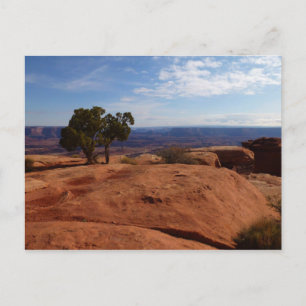 Carte Postale Arbre hors des rochers rouges dans le parc nationa