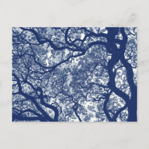 Carte Postale Arbre Magnolia - Effet Cyanotype
