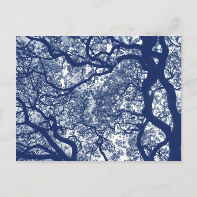 Carte Postale Arbre Magnolia - Effet Cyanotype (Devant)