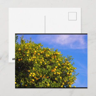 Carte Postale Arbre mandarin sous le ciel bleu