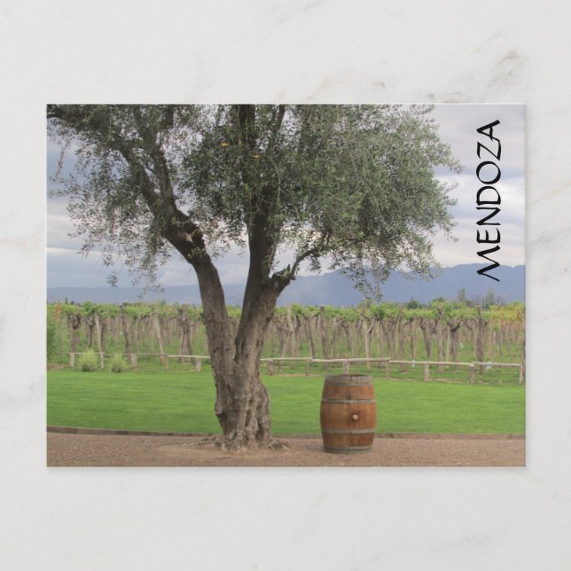 Carte Postale arbre mendoza (Devant)