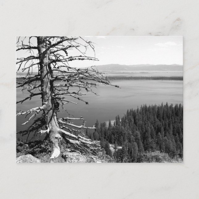 Carte Postale Arbre mort, Jenny Lake, Grand Teton, Wyoming (Devant)