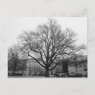 Carte Postale Arbre noir et blanc