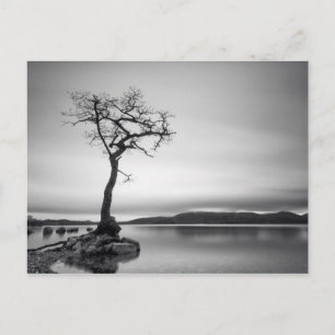 Carte Postale Arbre nu