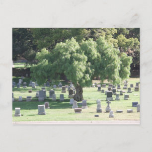 Carte Postale Arbre paisible