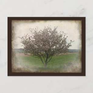 Carte Postale Arbre pomme en fleurs