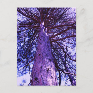 Carte Postale Arbre pourpre