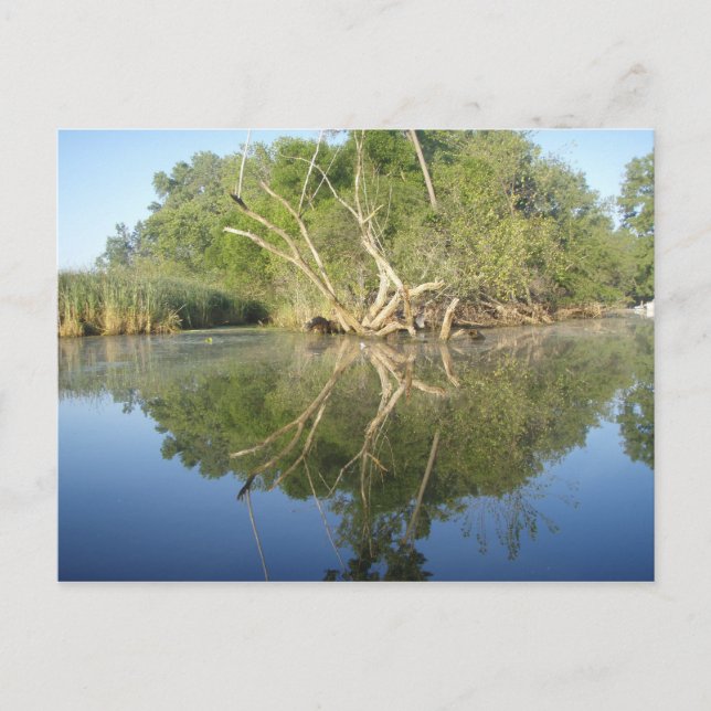 Carte Postale Arbre réfléchissant (Devant)