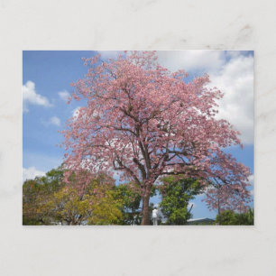 Carte Postale Arbre rose sur Harris Promenade San Fernando