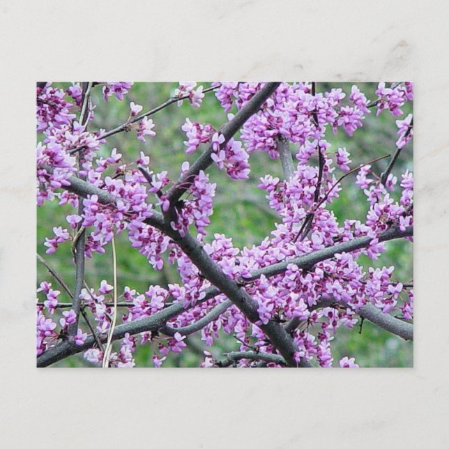 Carte Postale Arbre rouge (Devant)