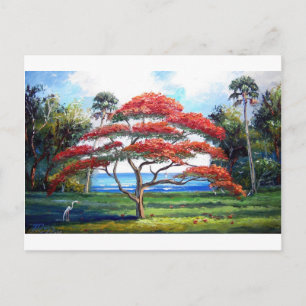 Carte Postale Arbre Royal Poinciana Art