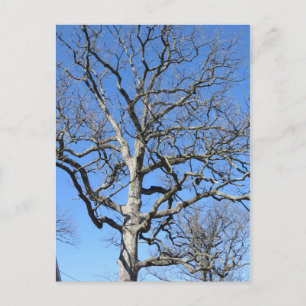 Carte Postale Arbre sans feuille