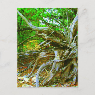 Carte postale Arbre sauvage