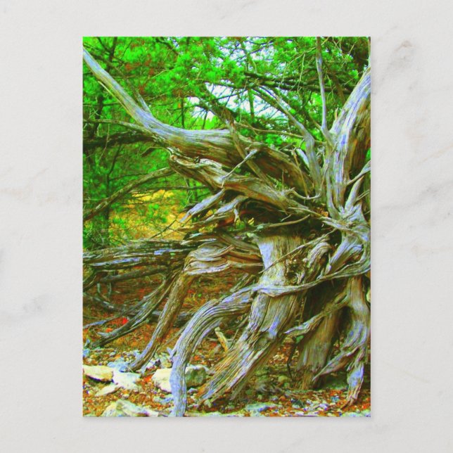 Carte postale Arbre sauvage (Devant)