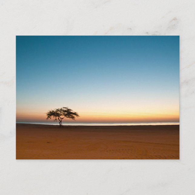 Carte Postale Arbre solitaire au lever du soleil au Koweït (Devant)