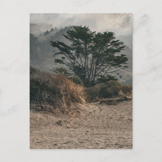 Carte Postale Arbre Solitaire sur une Colline Brumeuse Paysage P