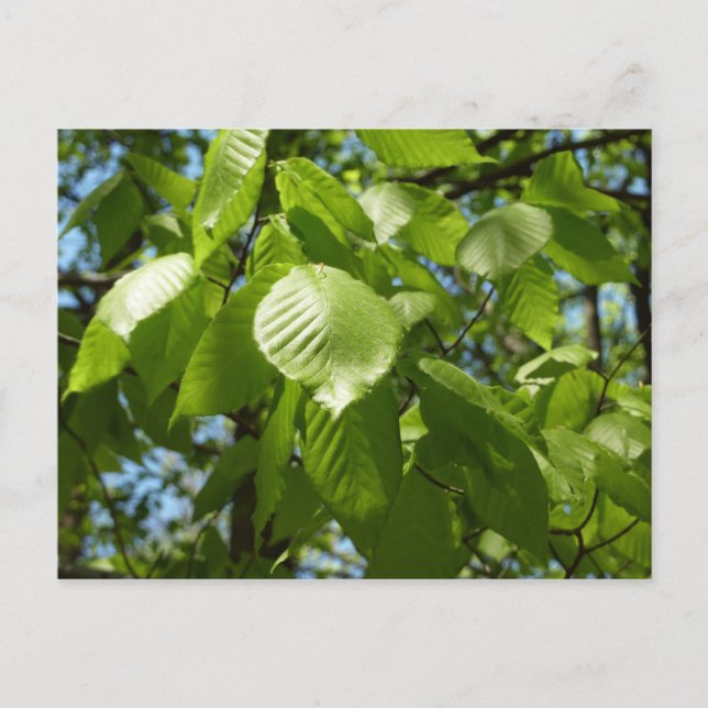 Carte Postale Arbre vert Feuille à bouleau printanier (Devant)