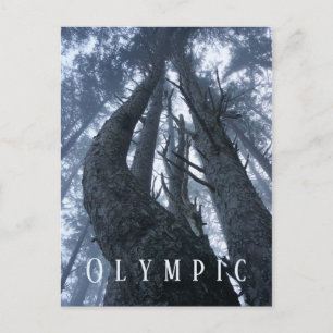 Carte Postale Arbre vue du haut du parc national olympique terre