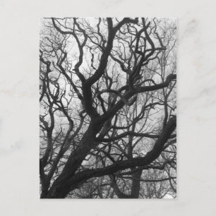 Carte Postale Arbres