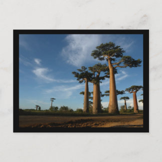 CARTE POSTALE ARBRES