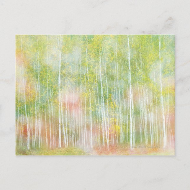 Carte Postale Arbres à bouleaux argentés (Devant)