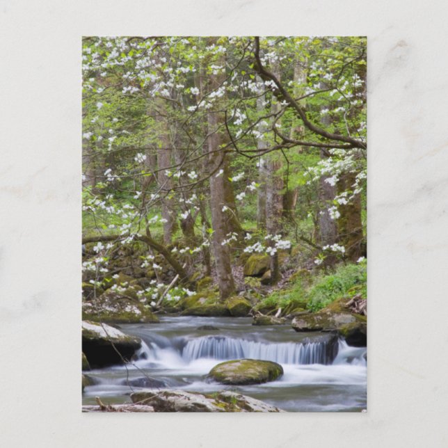 Carte Postale Arbres à Dogwood | Great Smoky Mountain, Tennessee (Devant)