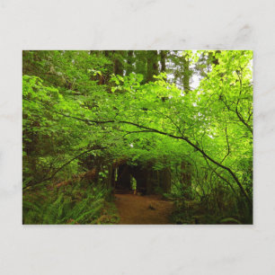 Carte Postale Arbres à érable dans la forêt de séquoias